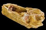 Fossil Crocodile Jaw Section - Kem Kem Beds, Morocco #110302-2